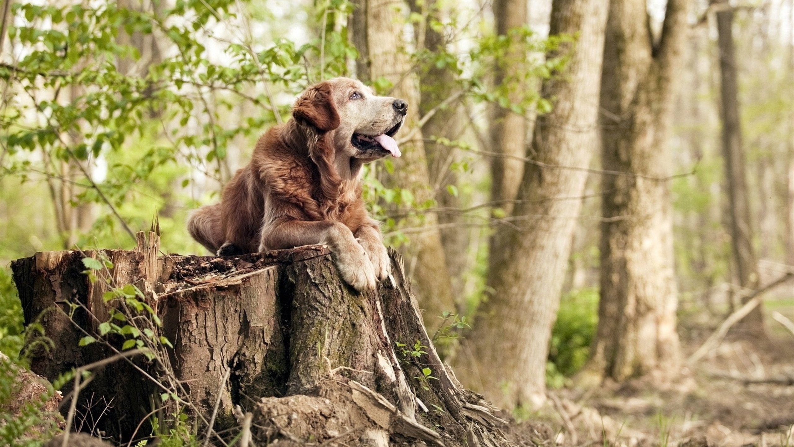 传统舞龙舞狮竞技，喜庆中展现运动魅力