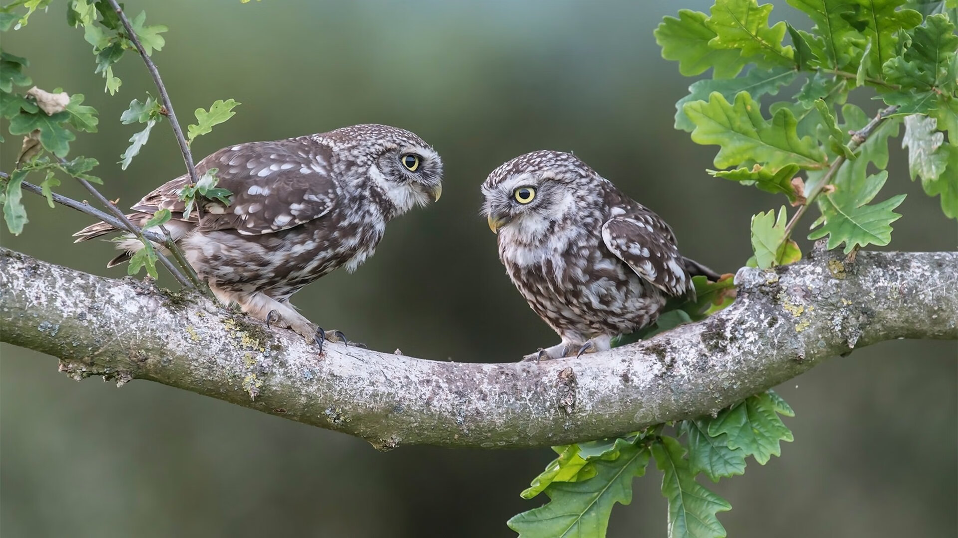 赛季“最火爆”的外线投篮时刻，谁的三分最让人震撼？，外线投手是什么意思