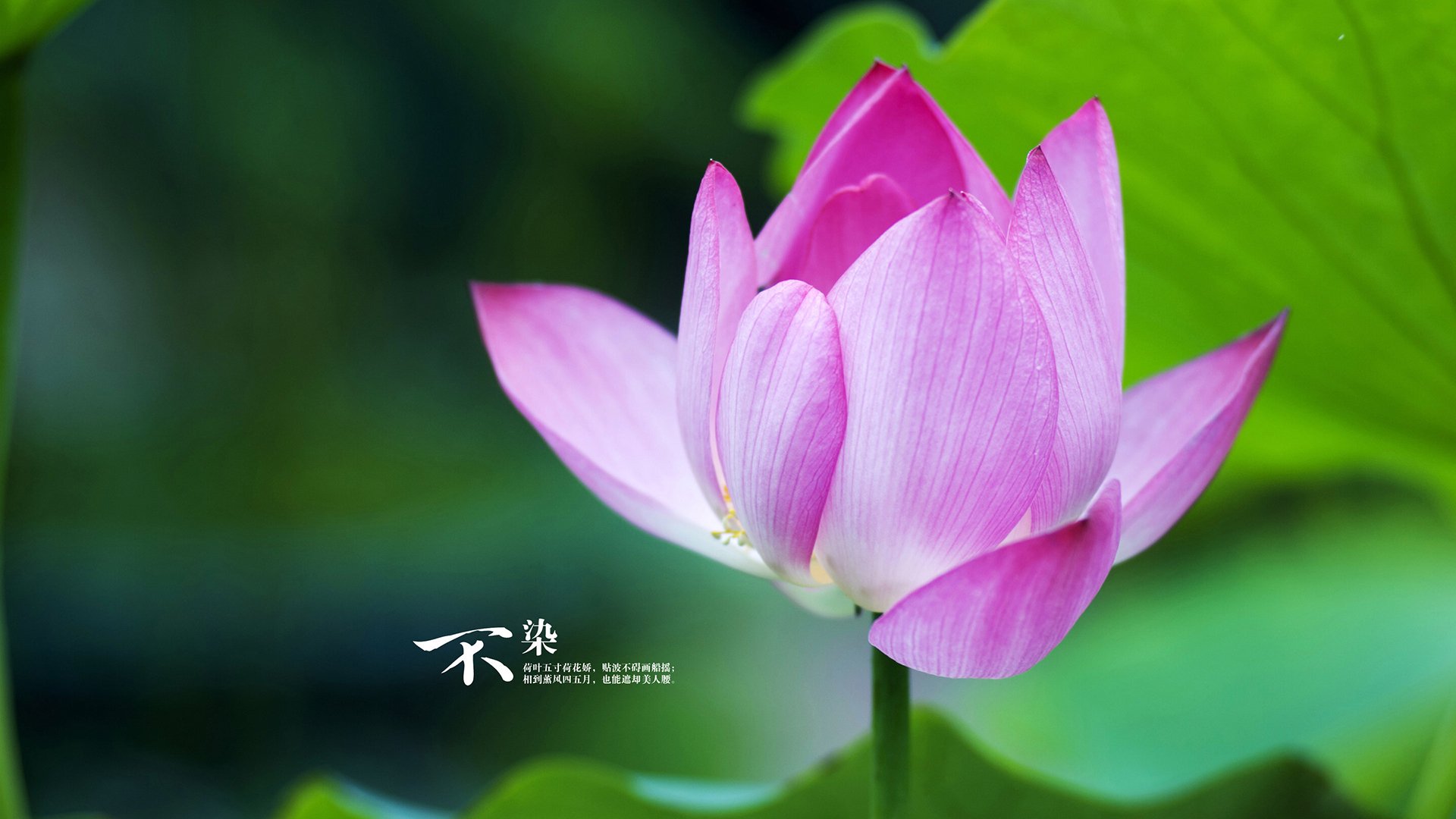 地方校园联赛是否应与职业梯队深度联动，高校联赛可以不是本校的吗