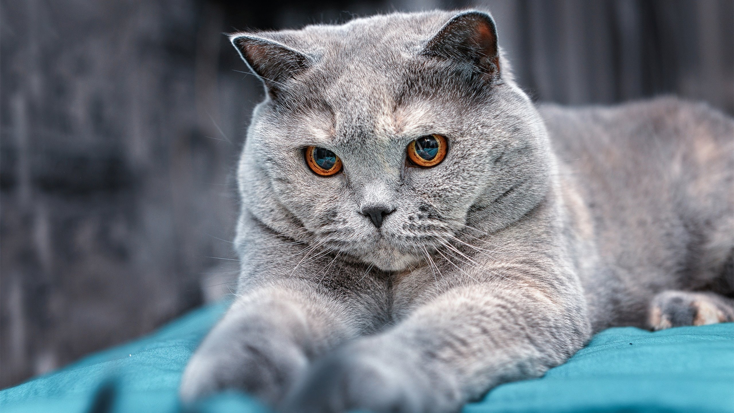 技术数据反映西班牙选手整体提升，西班牙大赛数据