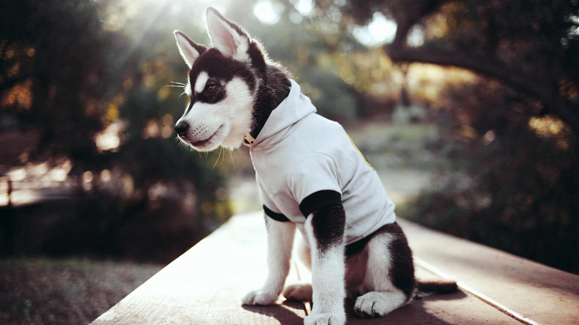 欧洲杯比赛中的战术针对性分析，欧洲杯战略