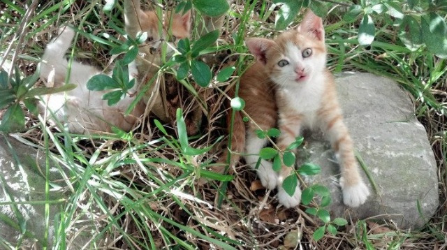 球场纳入智慧环境监测系统，确保平安绿色运动，球场管理系统