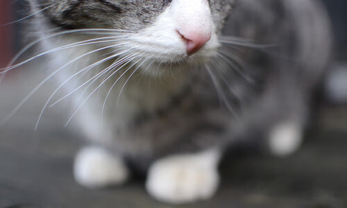 羽毛球混双组合训练计划公布，羽毛球混双视频教学